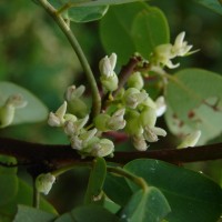 Dalbergia candenatensis